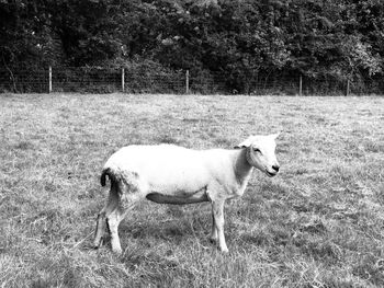 Side view of a horse on field