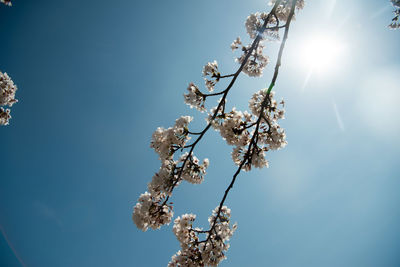 Low angle view of apple blossoms against sky