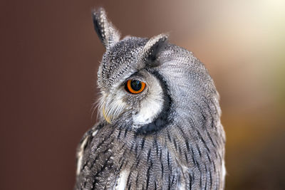 Close-up of a owl looking away