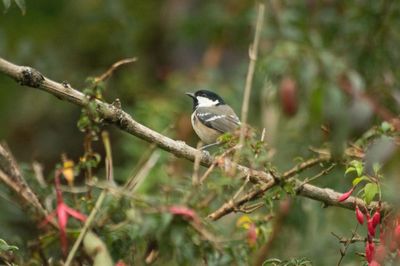 Bird perching on a tree