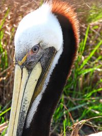 Close-up of a bird