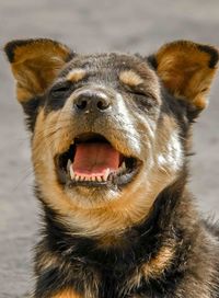 Close-up portrait of a dog