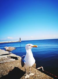 Seagulls on sea shore against clear sky