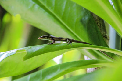 Close-up of insect on leaf