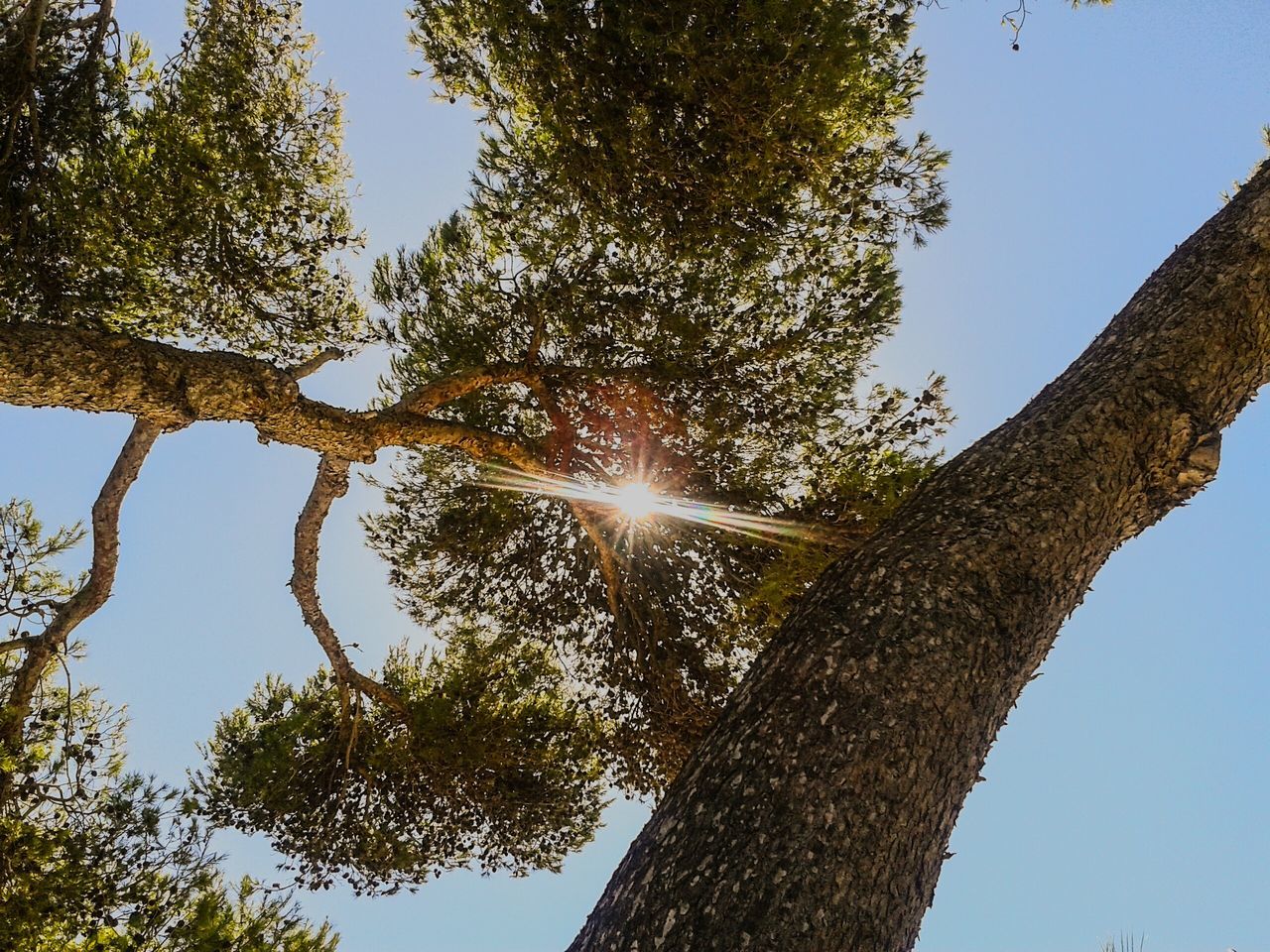 tree, low angle view, sunlight, sun, sunbeam, tree trunk, growth, clear sky, tranquility, branch, close-up, scenics, nature, beauty in nature, tranquil scene, directly below, sunny, sky, lens flare, blue, day, outdoors, bright, back lit, majestic, no people