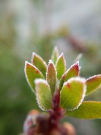 Close-up of flower buds growing outdoors