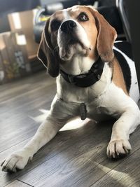 Dog sitting on wooden floor