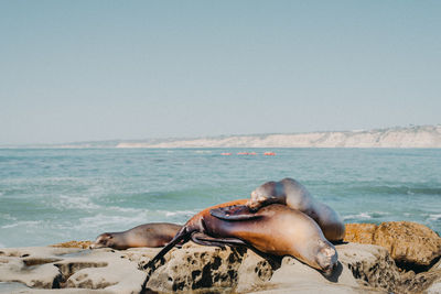 Seal relaxing on rock at sea