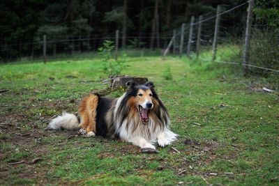 Dog standing in a field