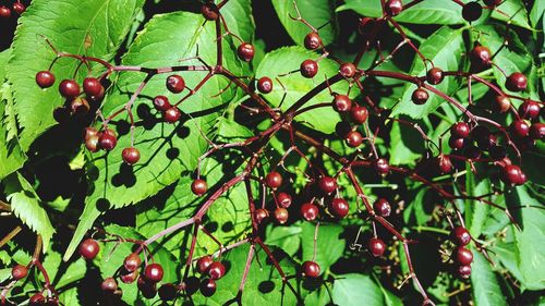 Close-up of berries growing on tree