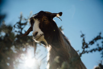 Low angle portrait of goat against sky