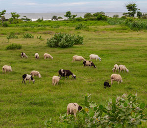 Flock of sheep grazing in grassy field