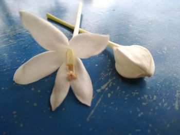 High angle view of white rose on table