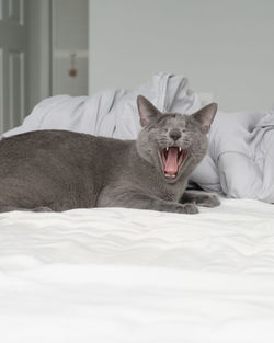 Cat lying on bed