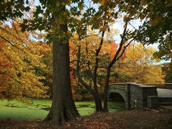 Trees in park