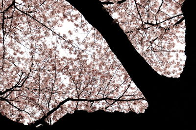 Low angle view of bare trees against sky