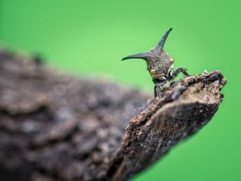 Close-up of insect