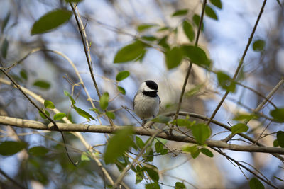 Black-capped chickadee poecile atricapillus foraging for food on a bush branch