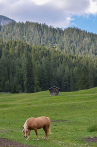 Horse grazing in field