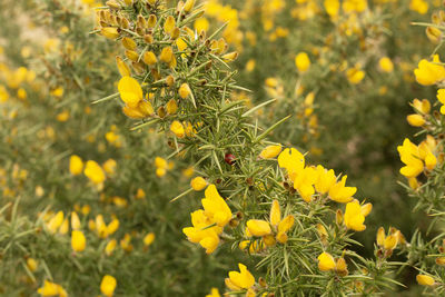 Close-up of yellow flowering plant on field