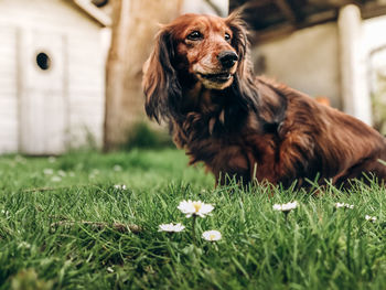 Portrait of a dog on field