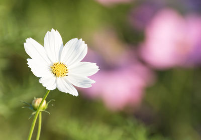 Close-up of white flowering plant