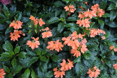 High angle view of orange flowering plants