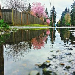 Reflection of trees in lake