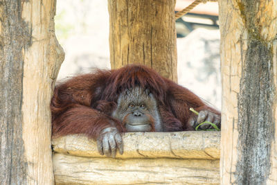 View of monkey on tree trunk