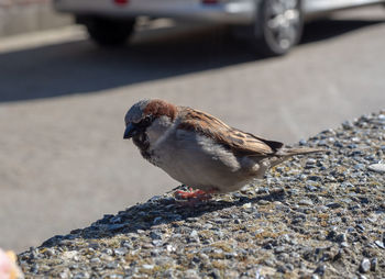 Close-up of bird perching on rock