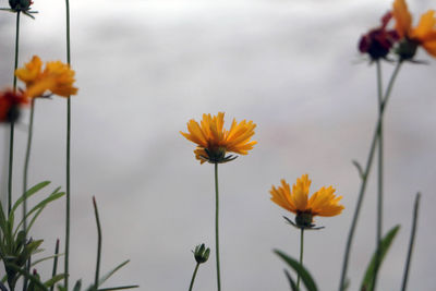 Close-up of yellow flowers