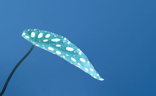 Close-up of butterfly on leaf against blue sky