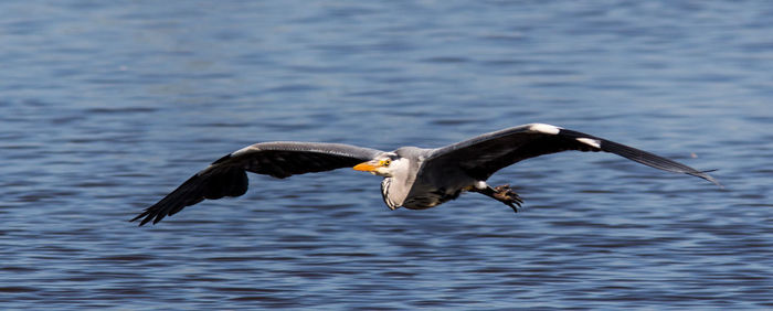 Bird flying over a water