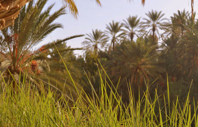 Close-up of grass on field against sky