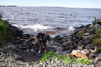 Scenic view of rocky beach