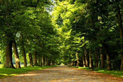 Trees in forest