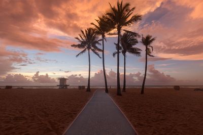 Palm trees on beach against sky