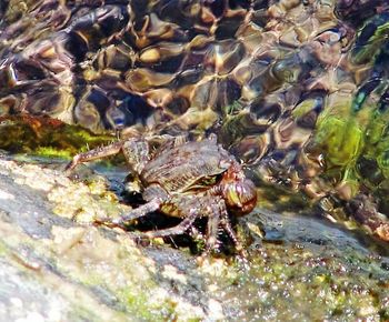 Close-up of turtle in water