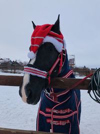 Close-up of a horse in winter