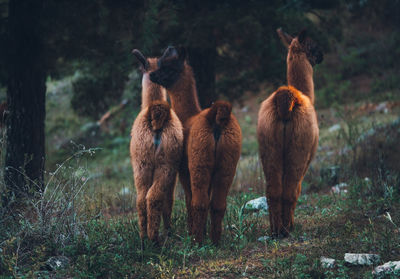 Llama standing on a forest