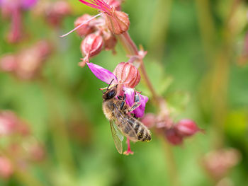 Close-up of butterfly pollinating on pink flower