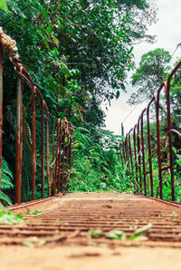 Footpath amidst trees seen through fence