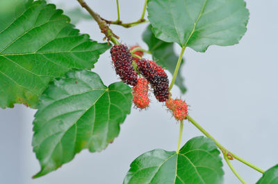 Close-up of strawberry growing on plant