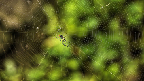 Close-up of spider on web