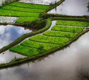 Scenic view of agricultural field