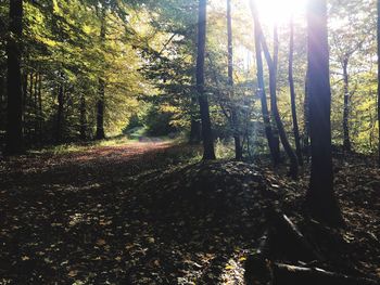 Trees in forest during autumn