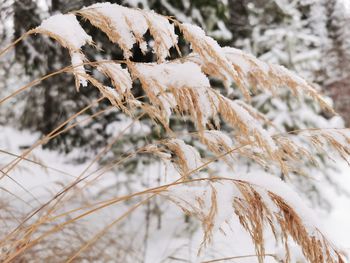 Close-up of dried plant on snow covered land