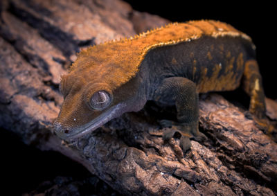 Close-up of lizard