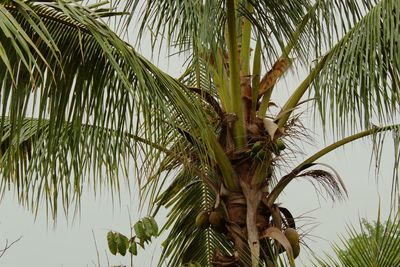 Low angle view of palm trees against sky