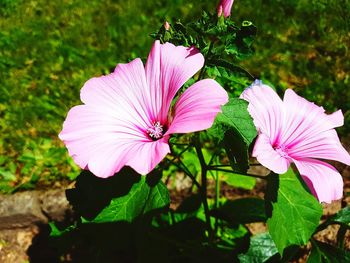 Close-up of pink hibiscus blooming outdoors